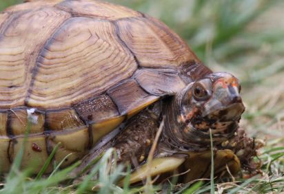 Ally on her holidays in Cambridgshire
Box turtle.
Keywords: Turtle