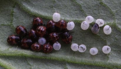 Ladybird larve just hatched
Keywords: Insects