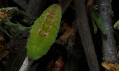Black hairstreak
The black hairstreak larva is in the family Lycaenidae.
Scientific name: Satyrium pruni
Keywords: caterpillar