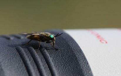 Horsefly
I took this when the horsefly landed on my lens colourful eyes but has a nasty bite.
Keywords: Insects