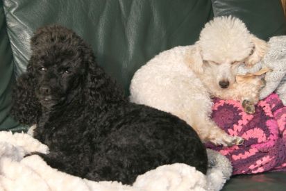 Bosco and Denver
Best buddies.
Keywords: Doggies