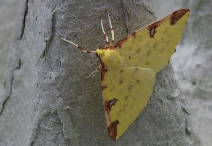 Brimstone Moth
Brimstone Moth (Opisthograptis luteolata)
Keywords: Moth