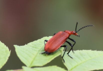 Cardinal beetle
Pyrochroa serraticornis
Keywords: Beetle