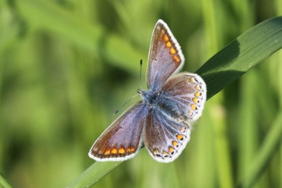 Common Blue female
Common Blue female butterfly is similar to the brown argus but has tinges of blue. The Common Blue (Polyommatus icarus)is part of the family Lycaenidae 
Keywords: Butterfliy