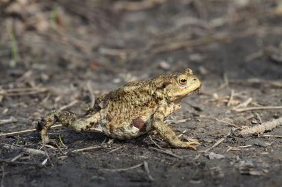 Female Common Toad
common toad (Bufo bufo) or European toad is an amphibian widespread throughout Europe
Keywords: Toad
