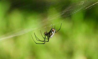 Spider of some sort
Costa Rica
Keywords: Spider