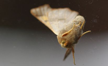 Dusky Thorn Moth
Dusky Thorn Moth (Ennomos fuscantaria) underside.
Keywords: Moth
