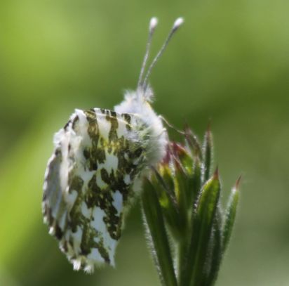 Orange tip
Keywords: Butterfly