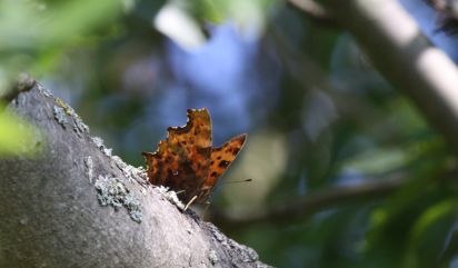 Comma
Polygonia c-album, known in the UK as the Comma
Keywords: Butterfly