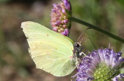 Brimstone
The Common Brimstone (Gonepteryx rhamni) is a butterfly of the Pieridae family.
Keywords: Butterfly