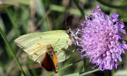 Brimstone and Skipper.
The Small Skipper Thymelicus sylvestris butterfly of the Hesperiidae family.
The Common Brimstone (Gonepteryx rhamni) is a butterfly of the Pieridae family.
Keywords: Butterfly