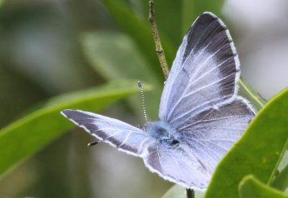 Holly Blue
The Holly Blue (Celastrina argiolus),[1] is a butterfly that belongs to the Lycaenids or Blues family and is native to Eurasia
Keywords: Butterfly
