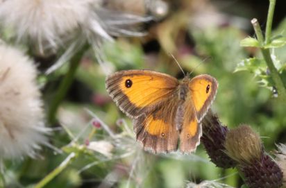 Gatekeeper
The Gatekeeper (Pyronia tithonus) sometimes called the Hedge Brown
Keywords: Butterfly