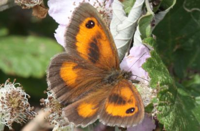 Gatekeeper
The Gatekeeper (Pyronia tithonus) sometimes called the Hedge Brown
Keywords: Butterfly