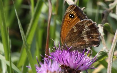 Gatekeeper
The Gatekeeper (Pyronia tithonus) sometimes called the Hedge Brown
Keywords: Butterfly