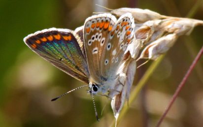 Common Blue (female)
The Common Blue (Polyommatus icarus) is a small butterfly in the family Lycaenidae.
Keywords: Butterfly