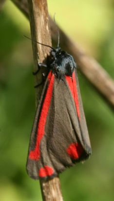 Cinnabar Moth
The Cinnabar moth (Tyria jacobaeae) is a brightly coloured arctiid moth.
Keywords: Moth