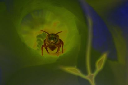 Cheskas Bug
This is a picture of a small fly that defended this flower by expelling any intruders. I have adjusted it with Photoshop CS4.
Keywords: Insects