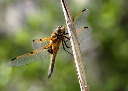 Four-spotted Chaser
Four-spotted Chaser
Libellula quadrimaculata

Keywords: Dragonfly