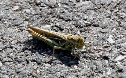 Grasshopper
Keywords: Insects