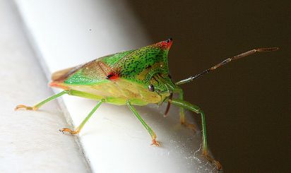 Small Green Beetle
Usually find these on leaves of plants this one appeared in my bathroom.
Keywords: Insects