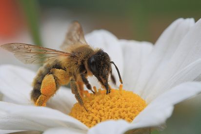 Honey Bee on Flower
Taken in back garden
Keywords: Insects