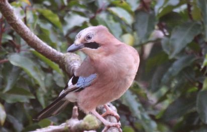 Jay
Member of the crow family. Eurasian Jay (Garrulus glandarius) 
Keywords: Birds