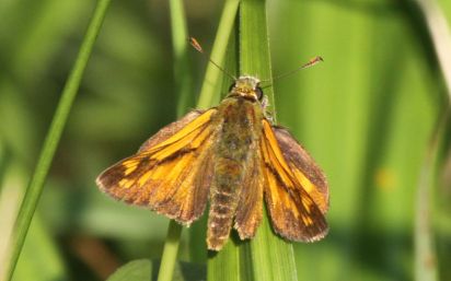 Large Skipper
Large Skipper (Ochlodes sylvanus). I spotted a large amount of these small butterflies during a walk in Brampton wood on August 10th 2012
Keywords: Butterfly