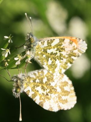 Orange tips mating
The Orange Tip (Anthocharis cardamines) is a butterfly in the Pieridae family.
Keywords: Butterfliy