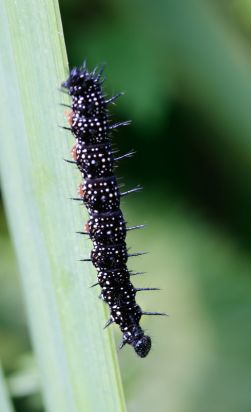 Peacock Caterpillar
Aglais io
Keywords: Caterpiller