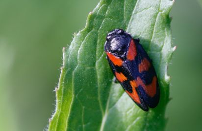 Black and Red Froghopper
Cercopis vulnerata
Keywords: Beetle