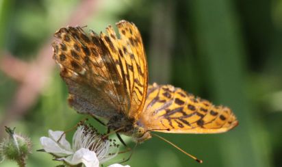 Silver-washed Fritillary (Argynnis paphia)
Brampton Wood 10th August 2012.
Keywords: Butterfly