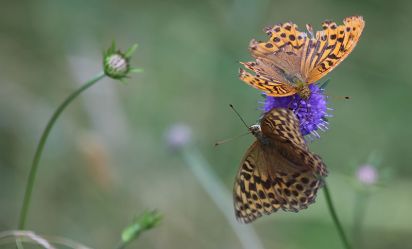 Silver-washed Fritillary
(Argynnis paphia) Taken in Brampton woods Cambridgeshire.
Keywords: Butterfly