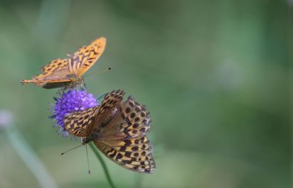 Silver-washed Fritillary
(Argynnis paphia) Taken in Brampton woods Cambridgeshire.
Keywords: Butterfly