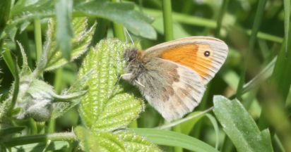 Small Heath
The Small Heath Coenonympha pamphilus is a butterfly species belonging to the subfamily Satyrinae.
Keywords: Butterfliy