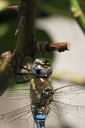 Souther Hawker Close up.
Southern Hawker (Aeshna cyanea) Ramsey Forty Foot Cambridgeshire.

Keywords: Dragonfly