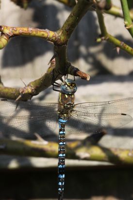 Souther Hawker.
Southern Hawker (Aeshna cyanea) Ramsey Forty Foot Cambridgeshire.
Keywords: Dragonfly