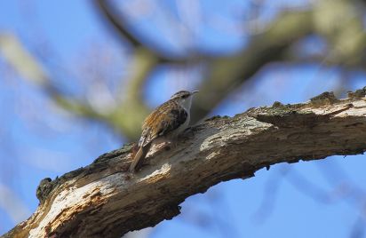 Treecreeper
Taken in Hardwick wood.
Keywords: Birds