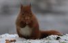 RedSquirilSnow150D2992.jpg