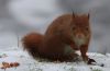 RedSquirilSnow250D2992.jpg