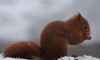 RedSquirilSnow50D2992.jpg