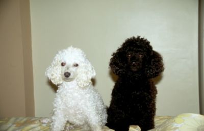 Lady and Bosco
Keywords: Dogs