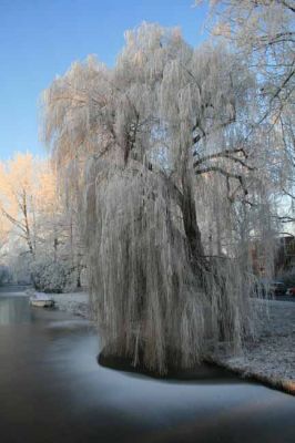 Woerden
Frosty day this tree reciently blew down in the storms so now resides in the singel.
Keywords: Tree