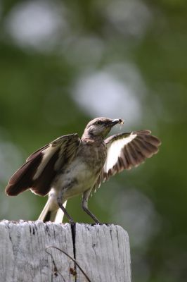 Northern Mockingbird
Northern Mockingbird in Jamaica.
Keywords: Birds