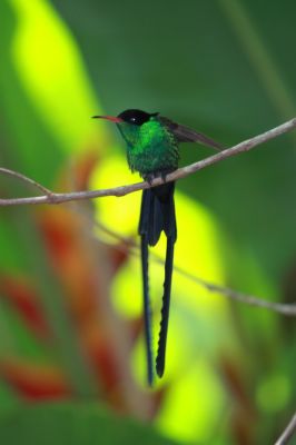 Red-billed Streamertail
Red-billed Streamertail (Trochilus polytmus), also known as the Doctor Bird

Keywords: Hummingbird.