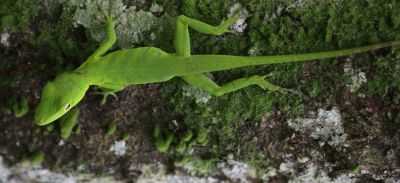 Jamaican Giant Anole
Jamaican Giant Anole 	(Anolis garmani) 

Keywords: Jamaica