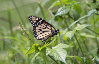 Monarch 
Monarch 	(Danaus plexippus) 

Keywords: Butterfly
