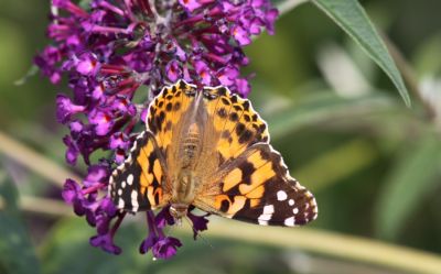 English painted Lady
Keywords: Butterfly