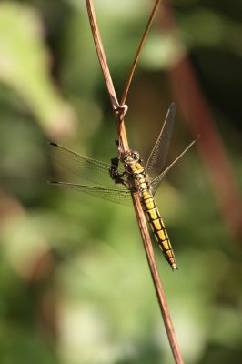 Black-tailed Skimmer (female)
Black-tailed Skimmer
Orthetrum cancellatum
Keywords: Dragonfly