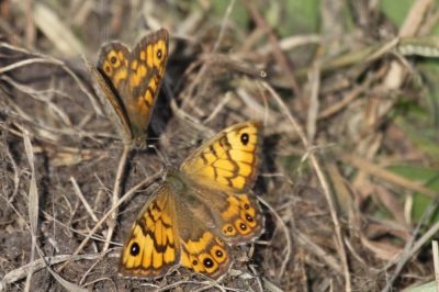 Wall Browns
Wall Brown (Lasiommata megera)
Keywords: butterfly